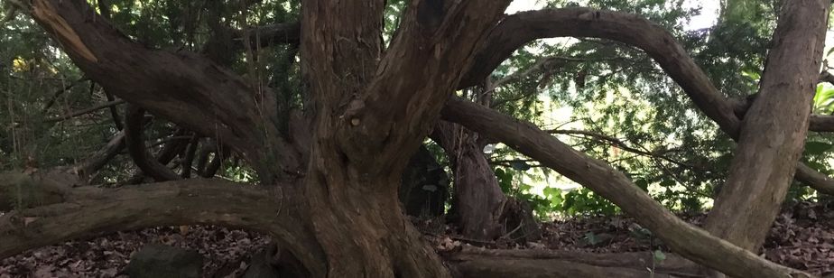 Baum hinter einer Ruhestätte